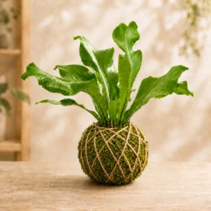Fern Kokedama