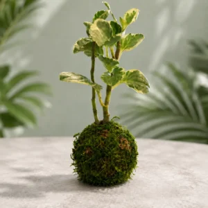 Baby Rubber Plant Kokedama