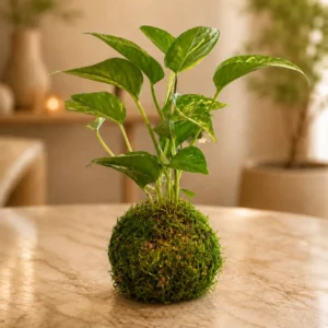 Golden Pothos Kokedama
