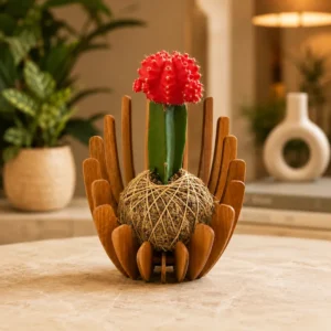 Succulent Kokedamas