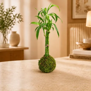 Lucky Bamboo Kokedama