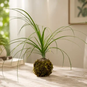 Ponytail Palm Kokedama