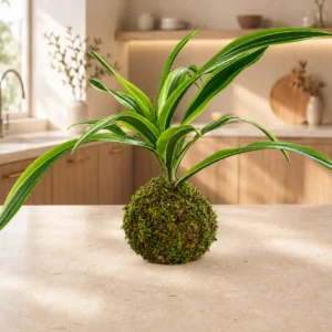 Fern Kokedamas