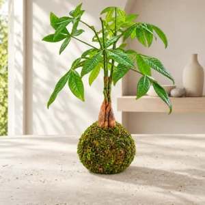Tropical Kokedamas