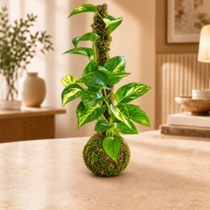 Golden Pothos Kokedama w/ Moss Pole